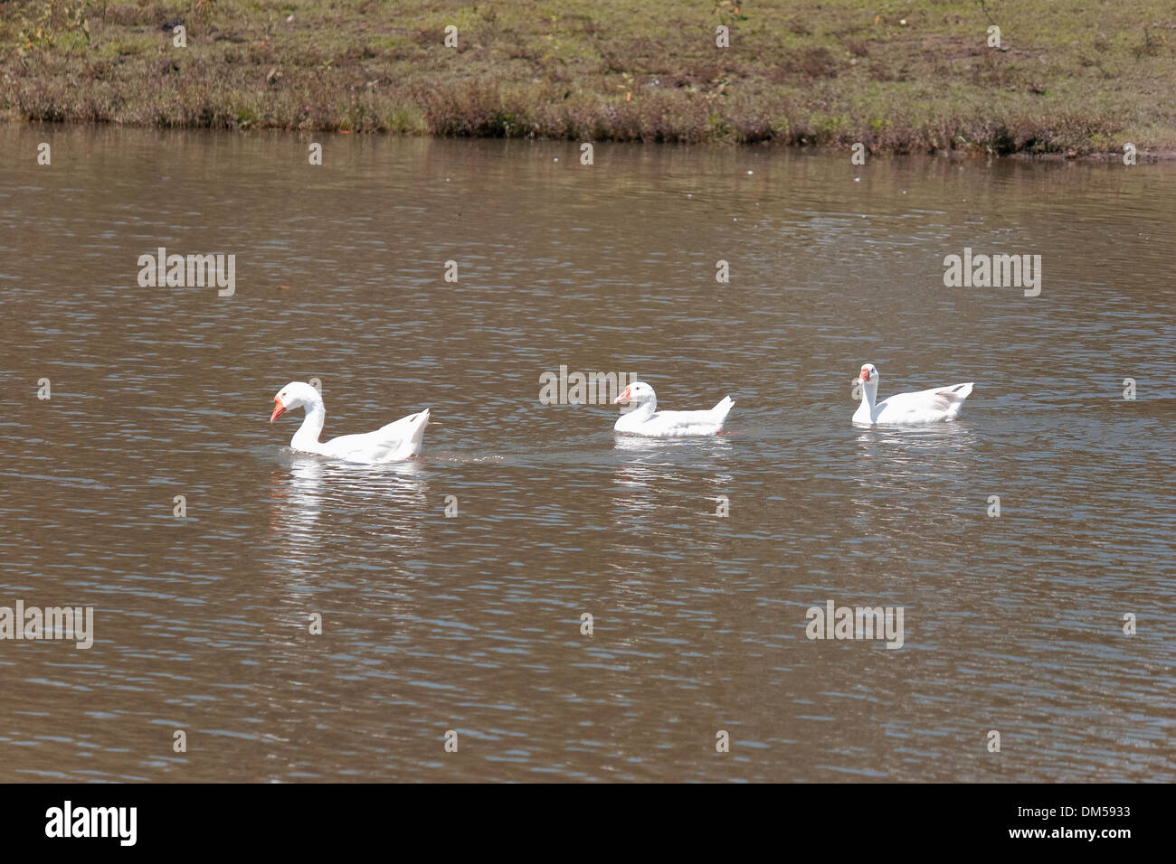 3 white mallards on the lake Stock Photo