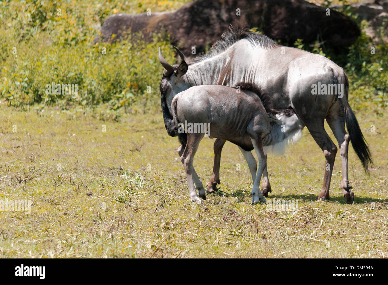 A blue wildebeest feeding its calf Stock Photo