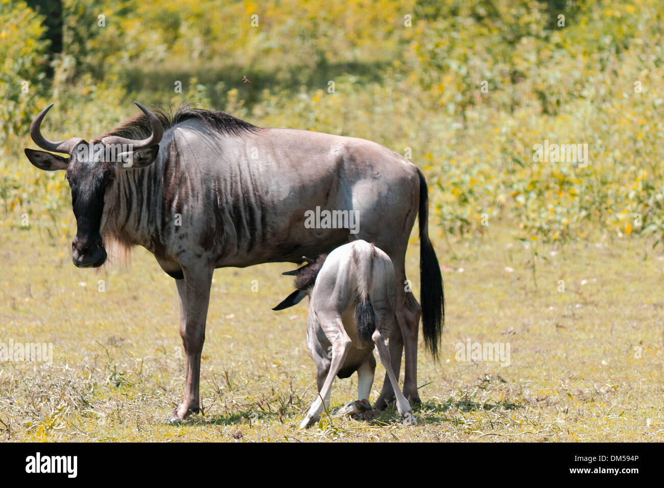 A baby Gnu  (wildebesst)  feeding Stock Photo