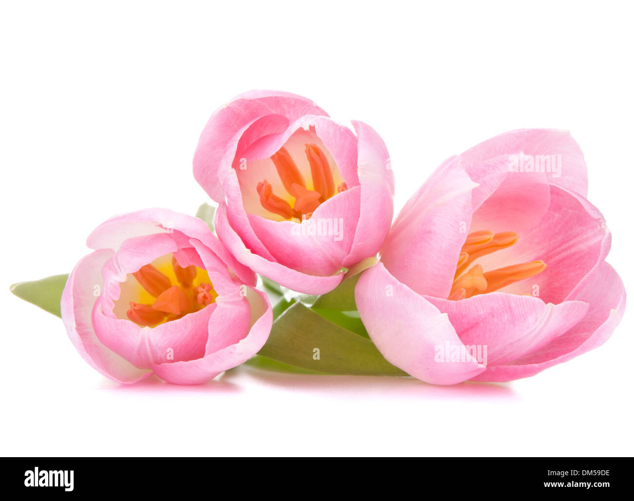 Pink tulip isolated on white background Stock Photo - Alamy