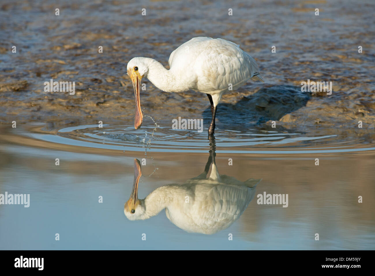 Juvenile Spoonbill-Platalea leucorodia,In Search Of Food ,Newhaven Tides, England, Uk Stock Photo