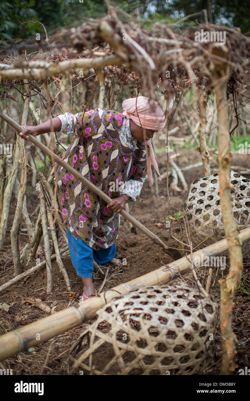 Yam africa hires stock photography and images Alamy