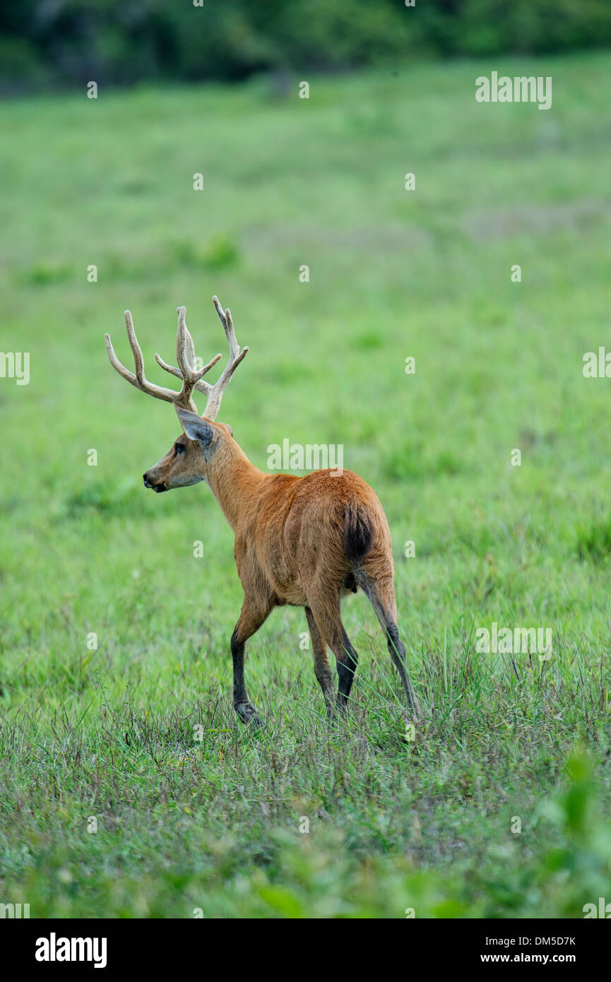 Marsh Deer (Blastocerus dichotomus ) - male - The Pantanal, Mato Grosso, Brazil Stock Photo