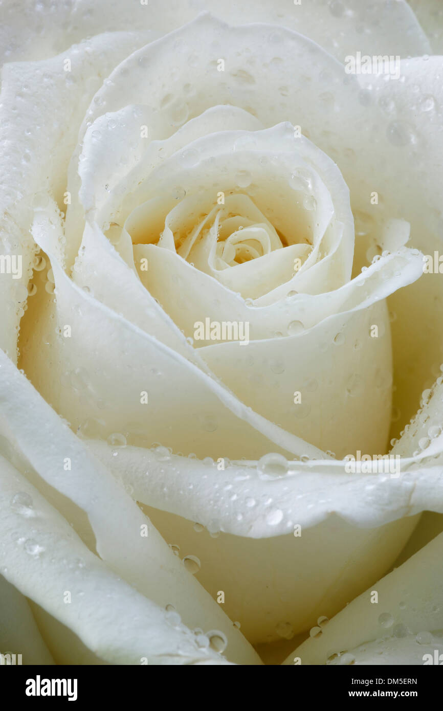 Flower flowers flower blossom blossom flourish detail macro close-up raindrop rose rose blossom drop water drop of water white Stock Photo