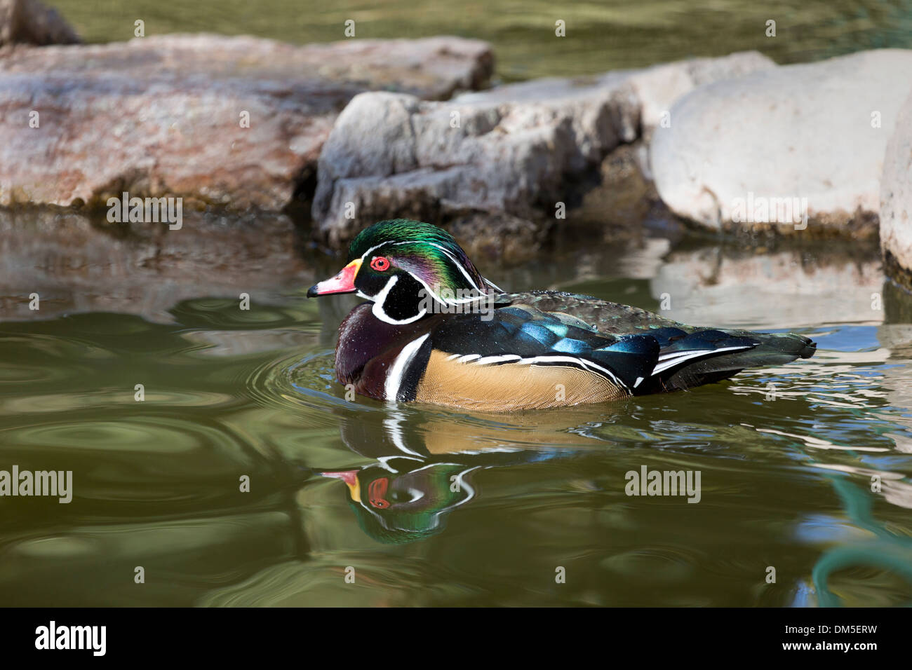Wood duck, a species of perching duck in North America, shown with