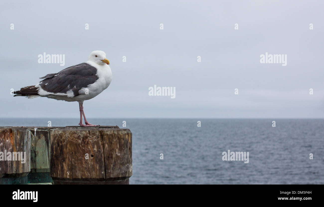 Seagull Poses on a Cloudy Day - horizontal orientation with seagull in the foreground and Pacific Ocean in the background Stock Photo