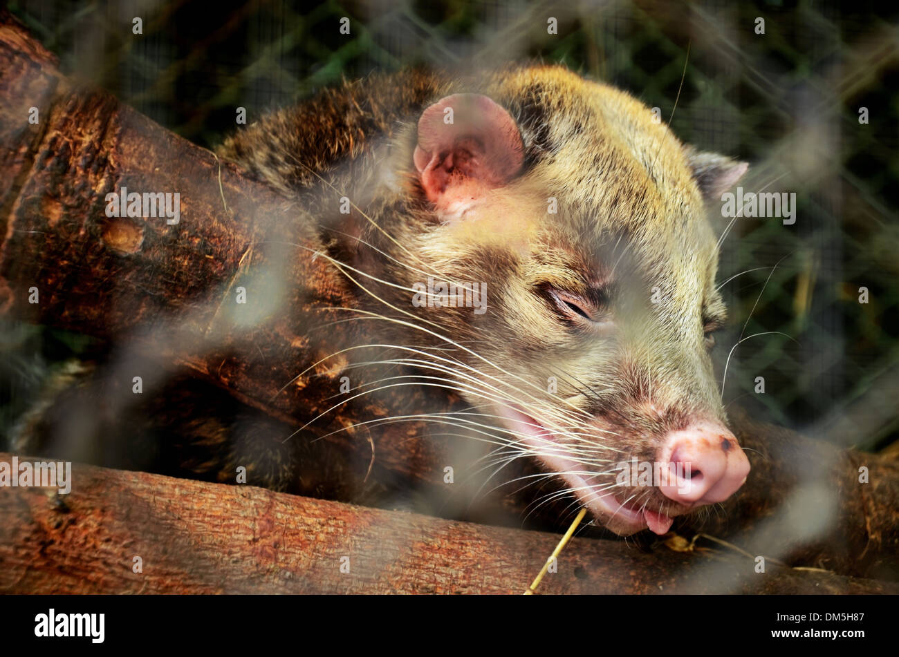 Asian Palm Civet Stock Photo Alamy