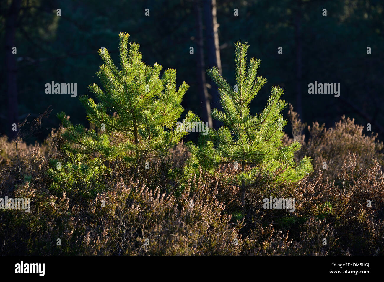 Young pine tree in the forest Stock Photo - Alamy