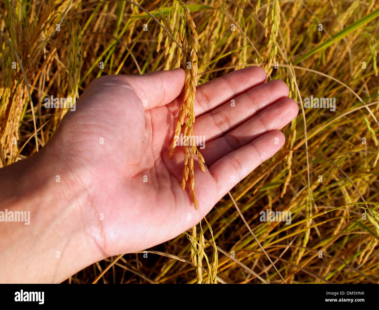 Natural rice field hi-res stock photography and images - Alamy