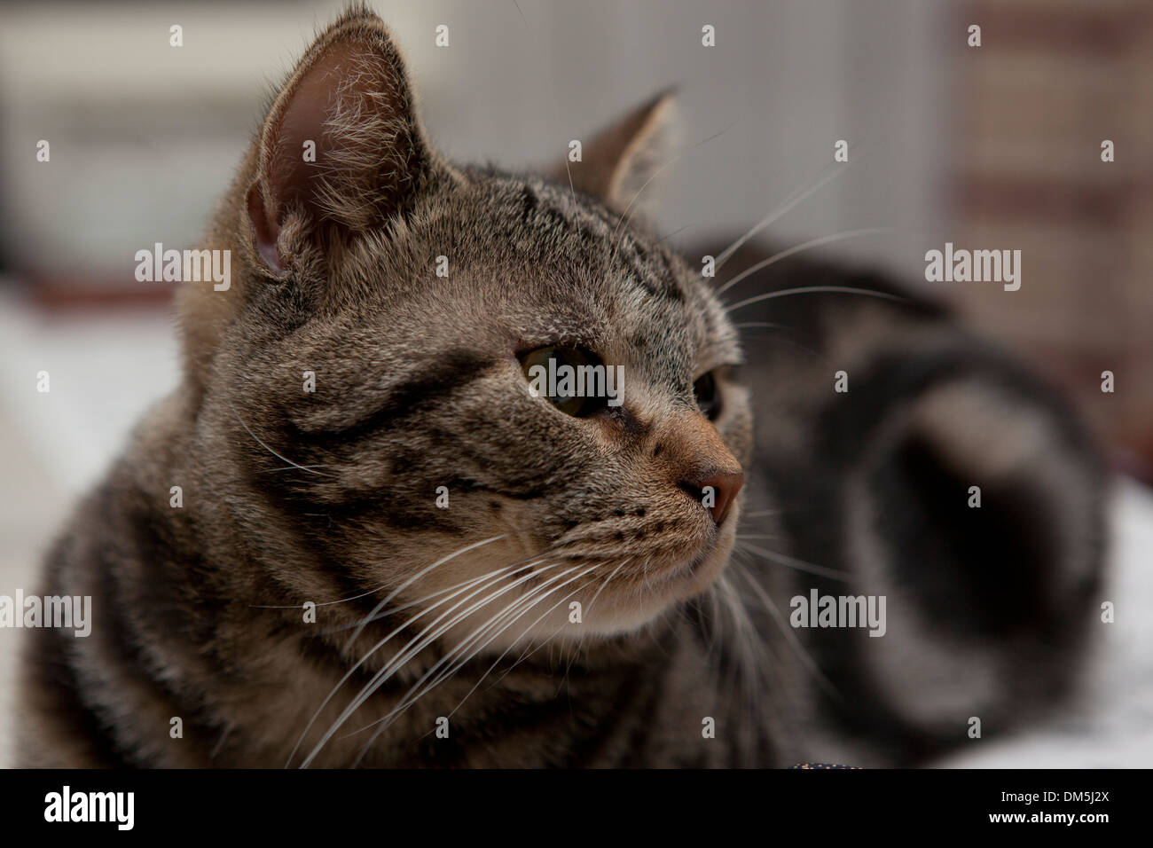 lovely cat Stock Photo - Alamy