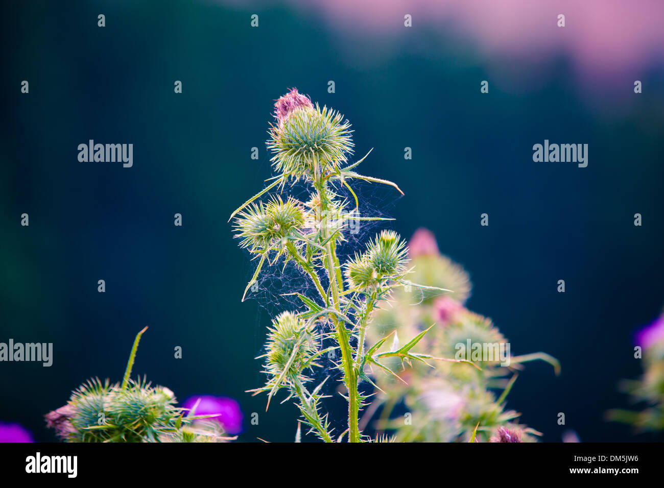 thistle flower plant on a dark background Stock Photo