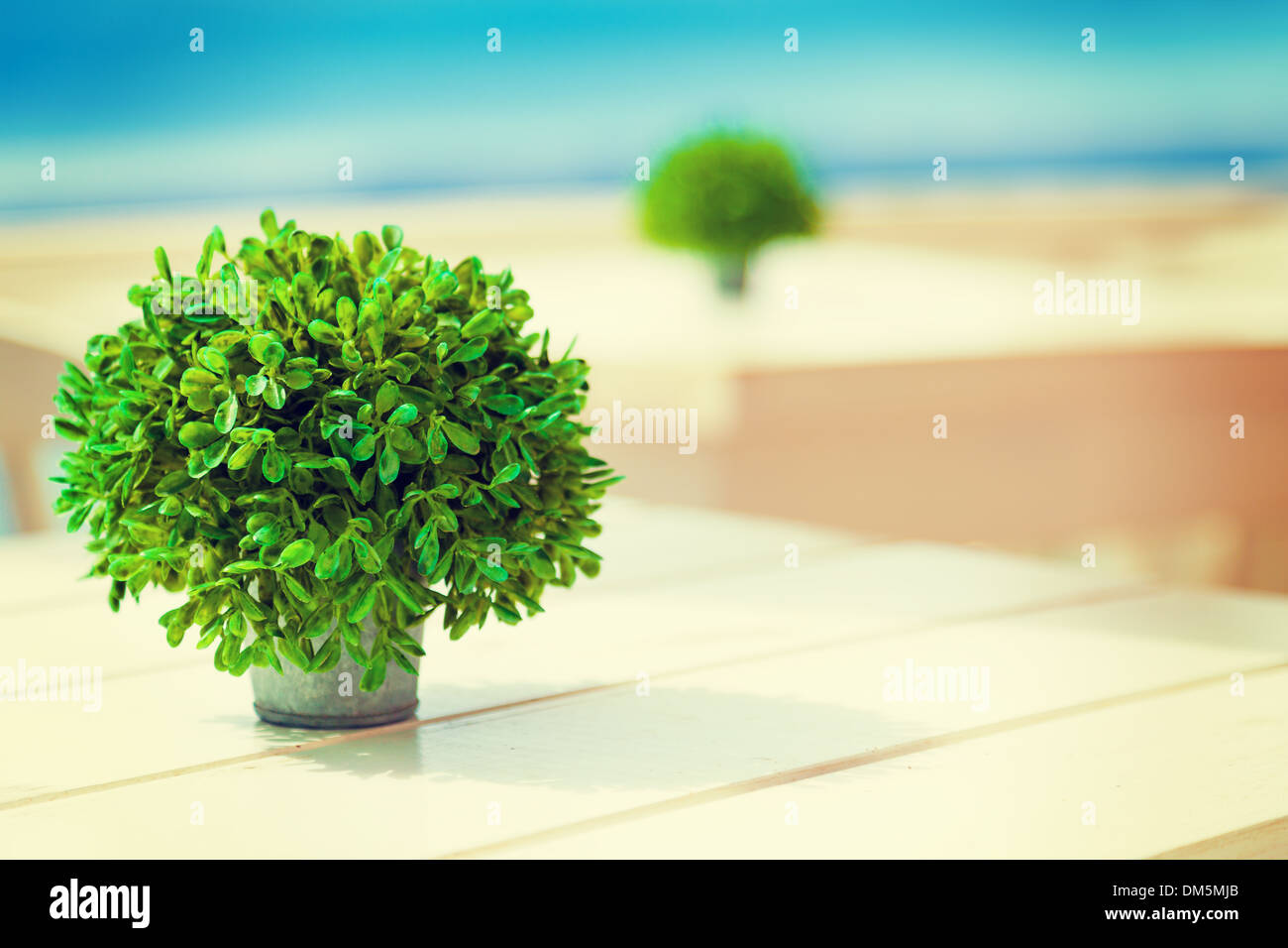 plant in a pot on a turquoise sea background Stock Photo