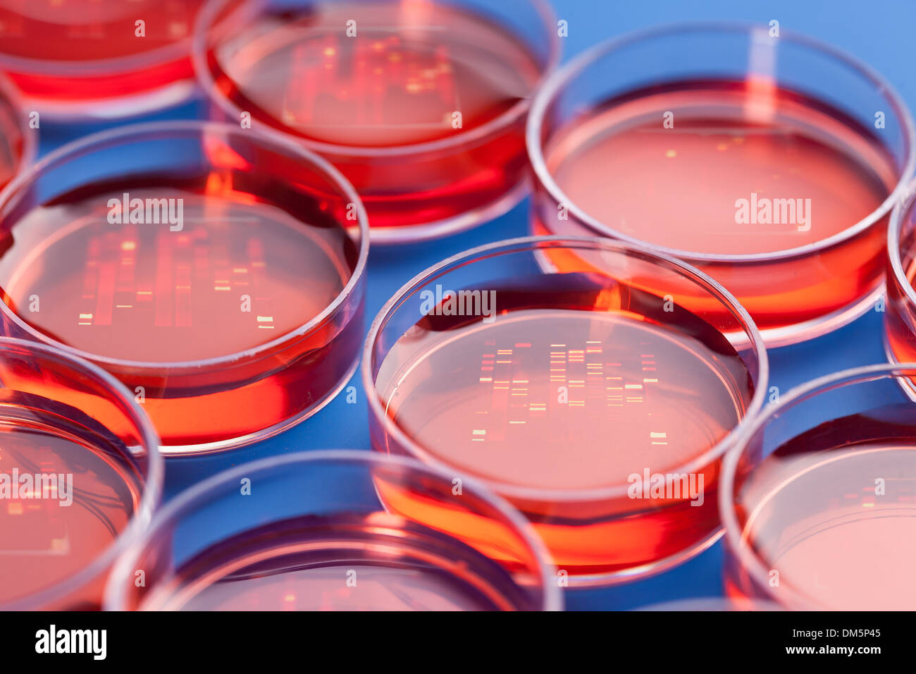 Petri dishes with samples for DNA sequencing Stock Photo
