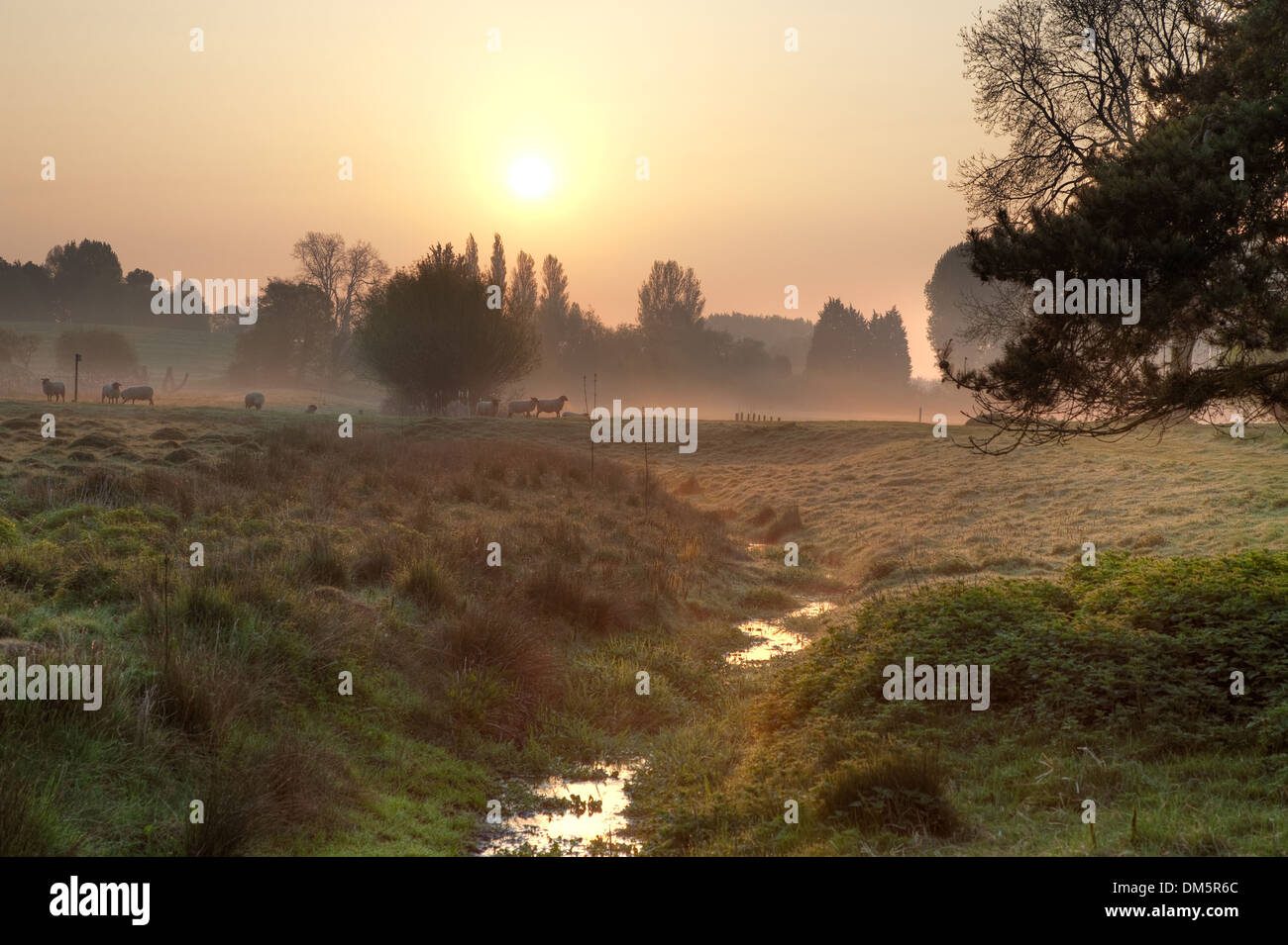 Farmland with sheep at dawn, Chipping Campden, Gloucestershire, England. Stock Photo