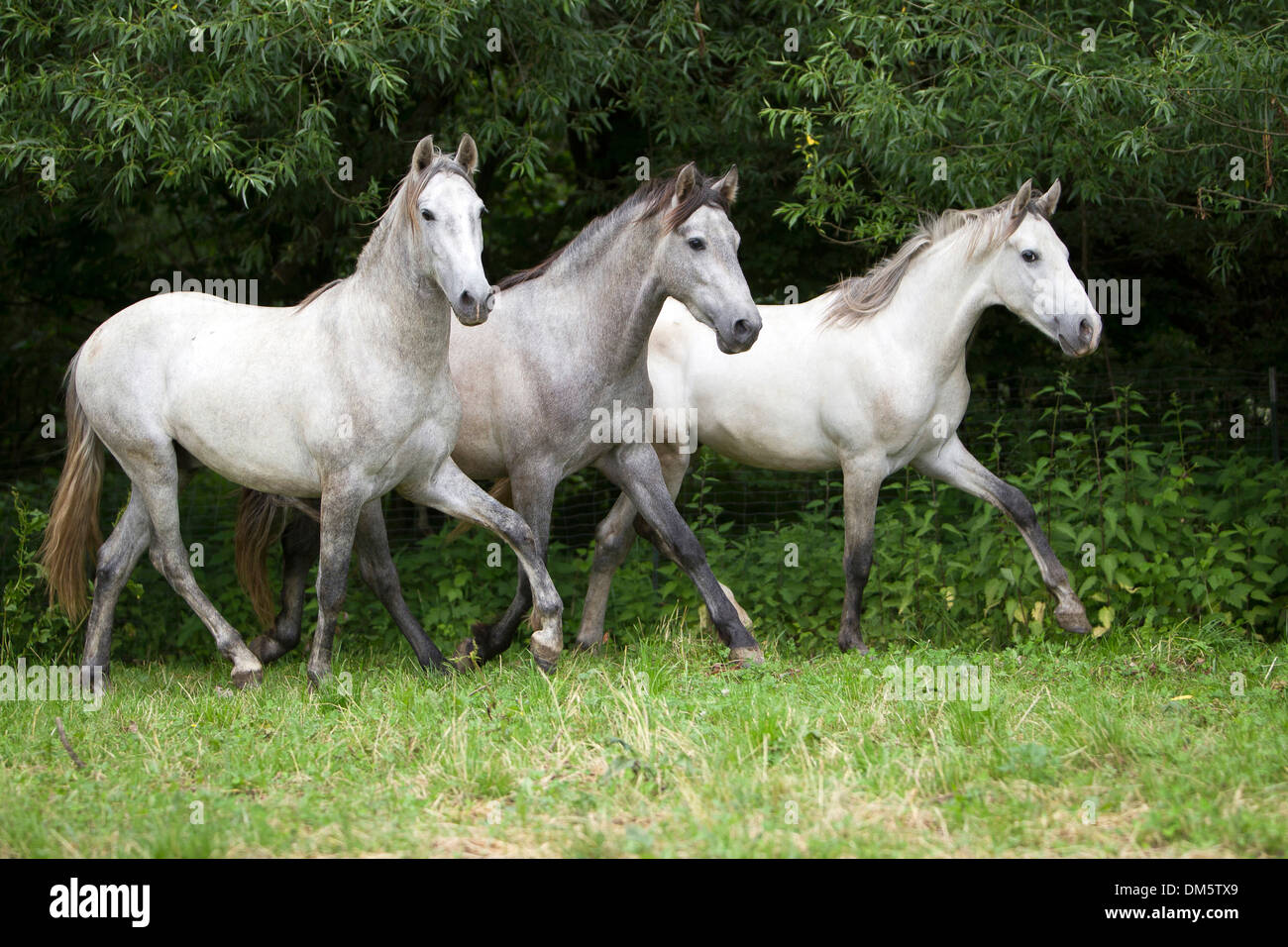 Pure Spanish Horse Andalusian Three young stallions trotting pasture