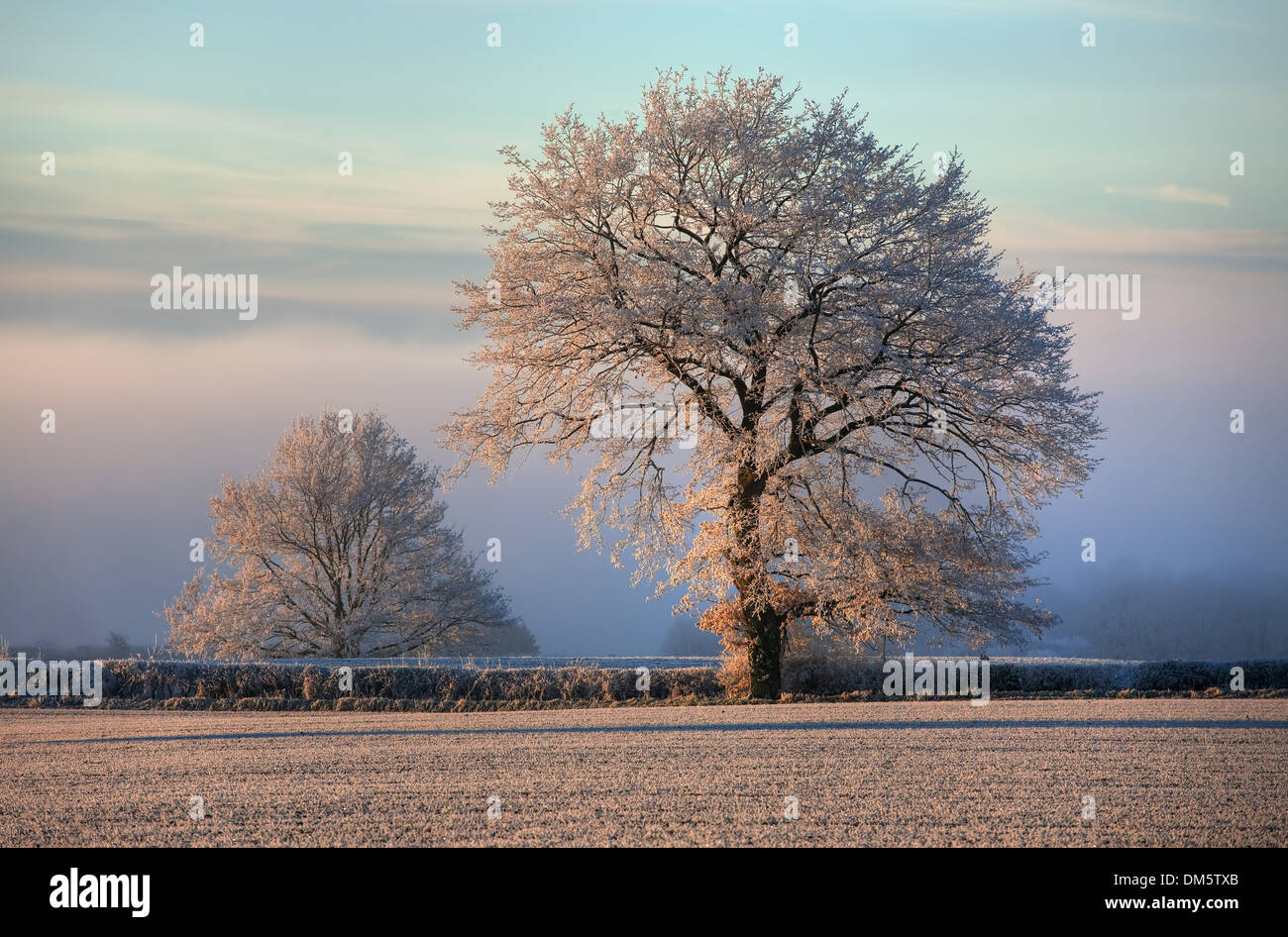 Hoar frost on farmland near Chipping Campden, Gloucestershire, England. Stock Photo