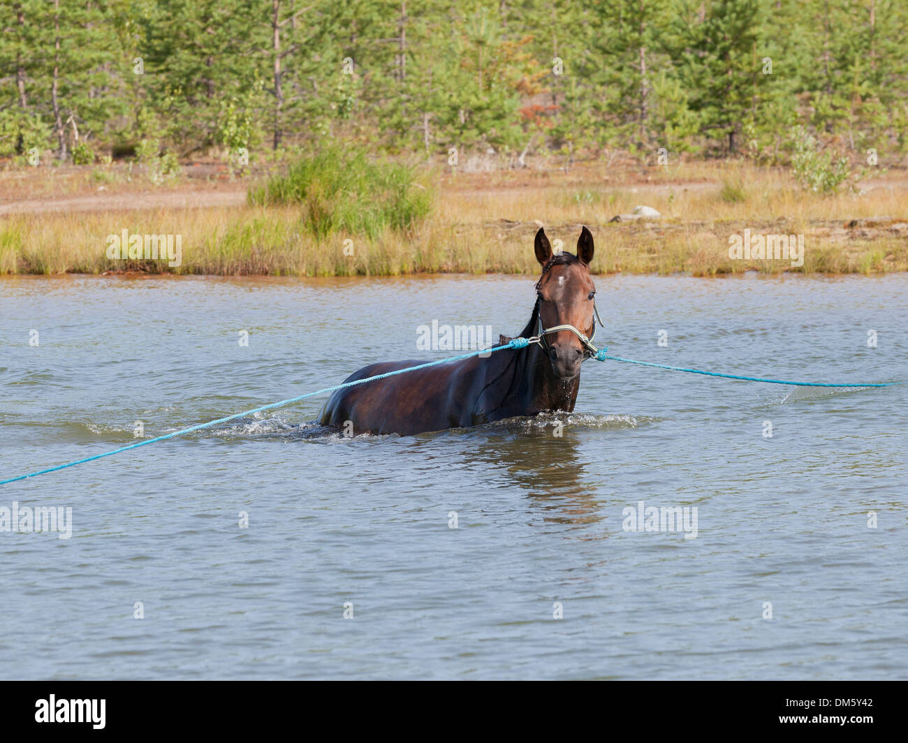 Brown  warm-blooded horse trotter is swimming on summer in a pond. Stock Photo
