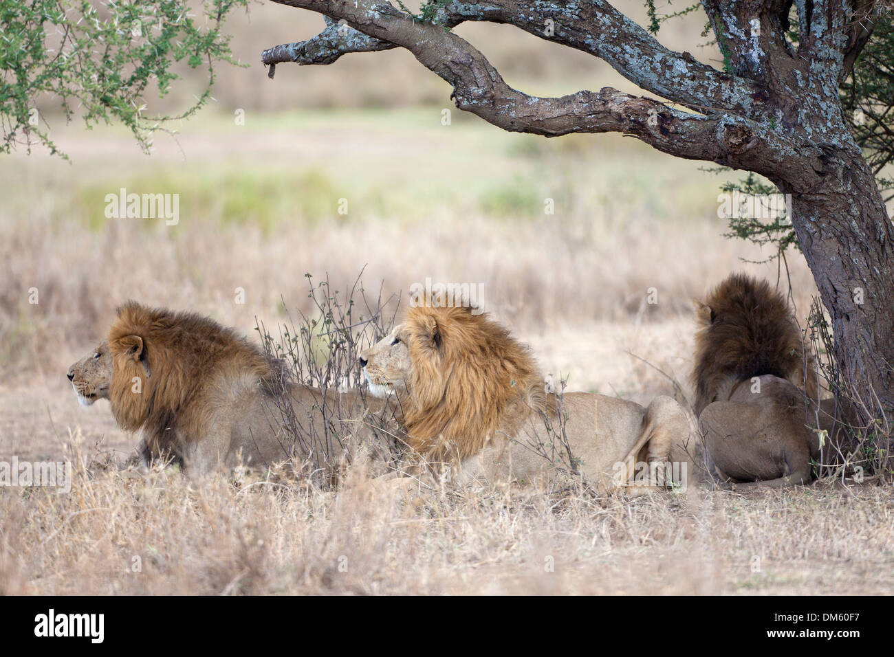 African Lion (Panthera leo). Three male lions lying in the shade of a ...