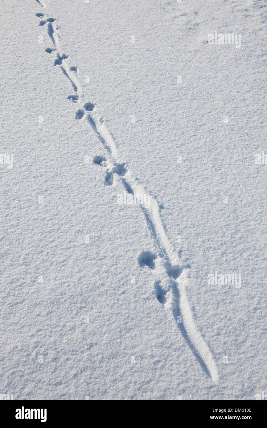 European River Otter (Lutra lutra), track in snow. Norway, Lofoten Stock Photo