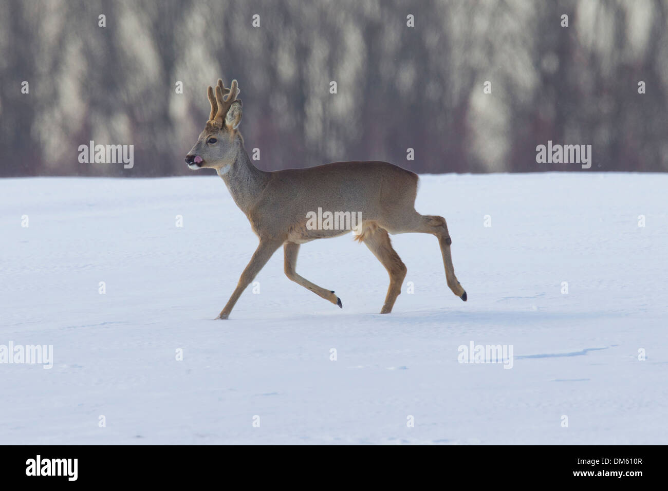 Roe Deer (Capreolus capreolus). Male in velvet trotting on snow. Germany Stock Photo