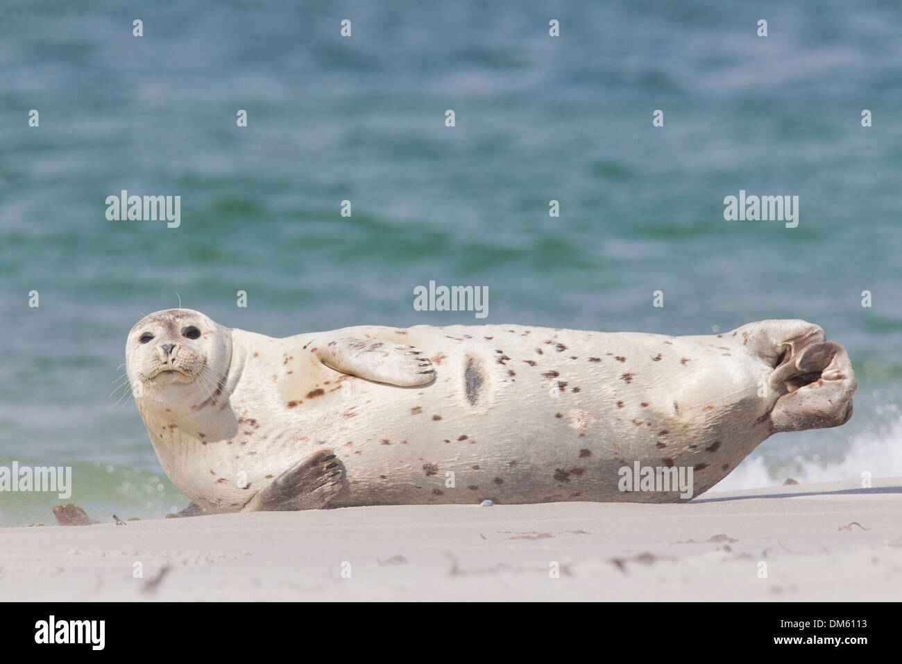 Common Seal, Harbour Seal (Phoca vitulina vitulina). Adult resting on a beach. North Sea, Germany Stock Photo