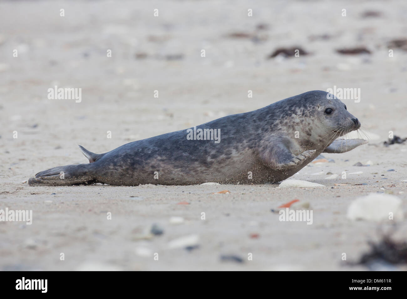 Common Seal, Harbour Seal (Phoca vitulina vitulina). Adult moving over sand. North Sea, Germany Stock Photo