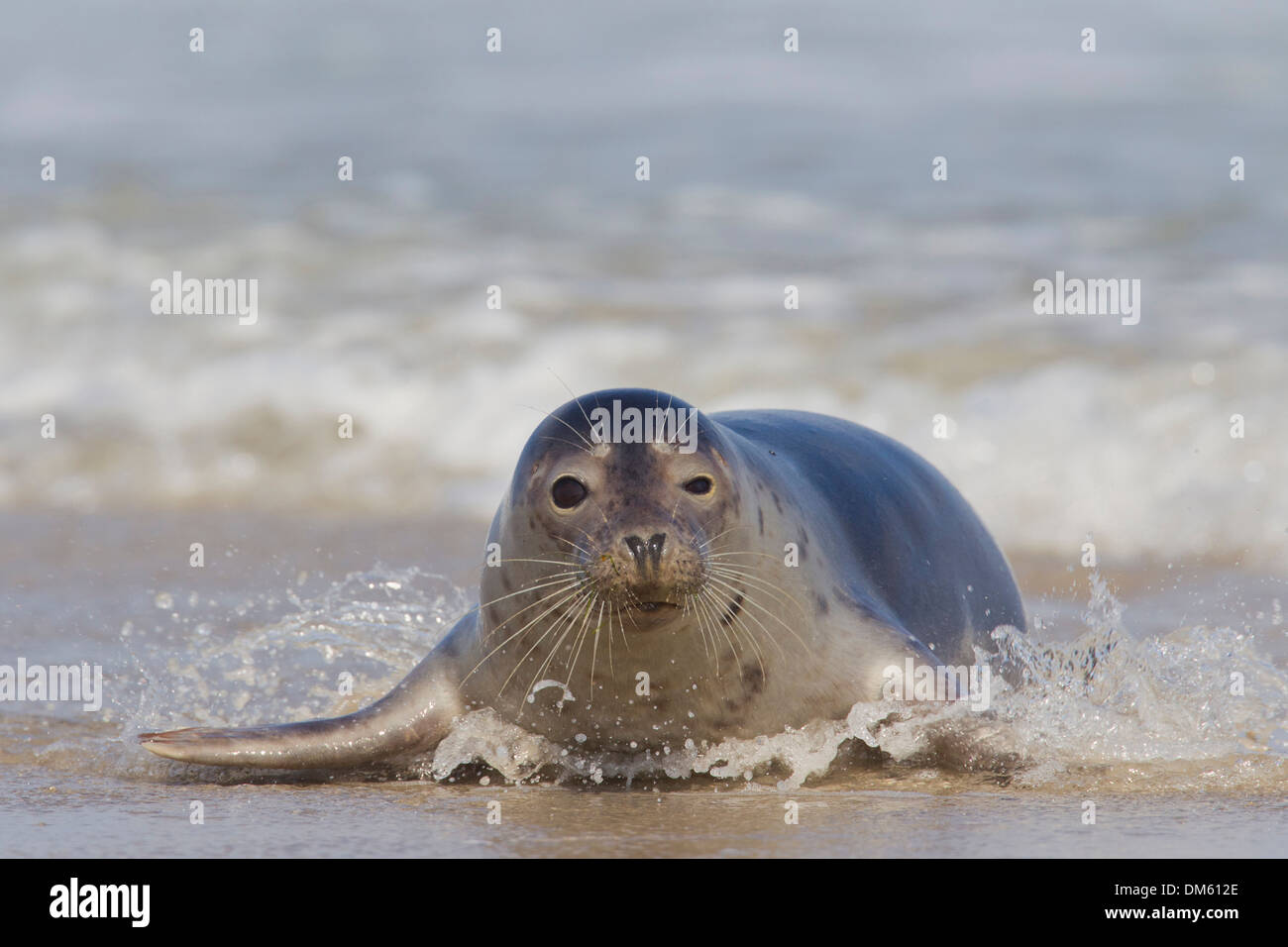 Common Seal, Harbour Seal (Phoca vitulina vitulina). Adult hauling out from the North Sea, Germany Stock Photo