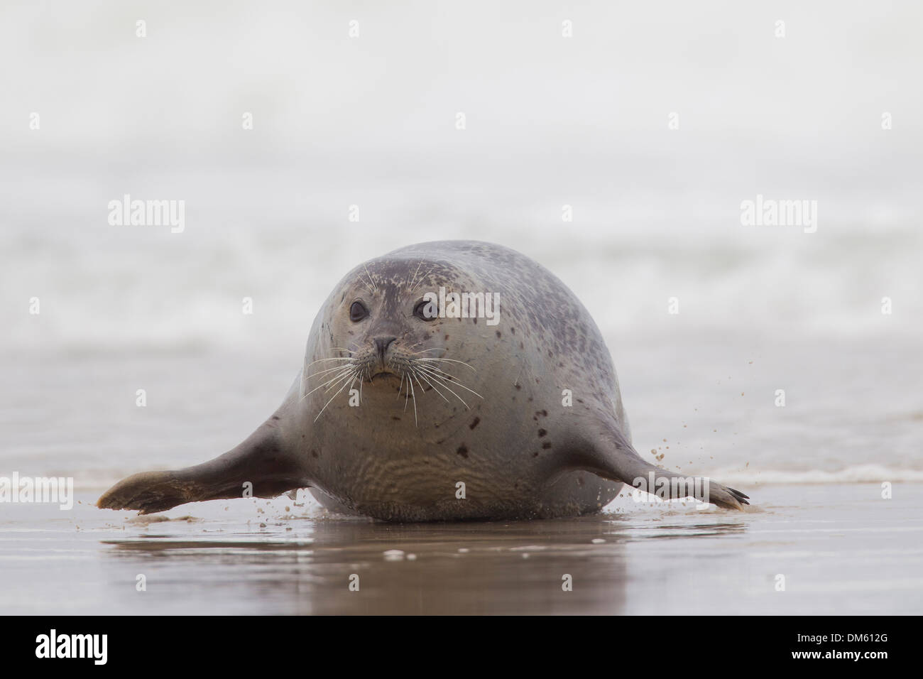 Common Seal, Harbour Seal (Phoca vitulina vitulina). Adult hauling out from the North Sea, Germany Stock Photo