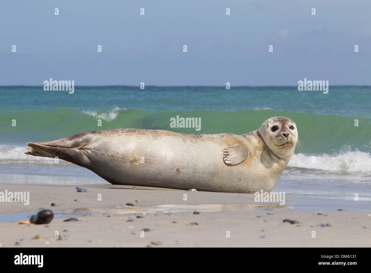 Common Seal, Harbour Seal (Phoca vitulina vitulina). Adult resting on a beach. North Sea, Germany Stock Photo