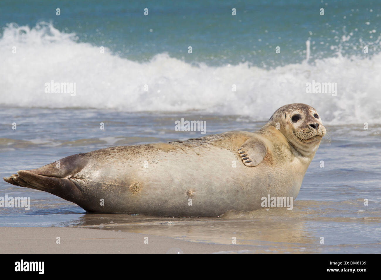 Common Seal, Harbour Seal (Phoca vitulina vitulina). Adult resting on a beach. North Sea, Germany Stock Photo