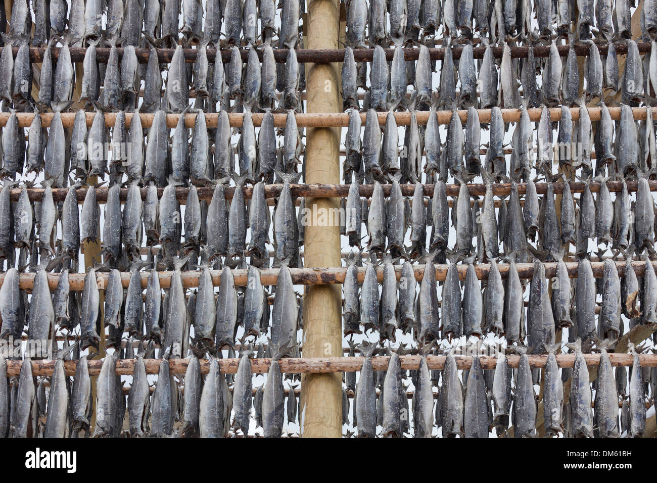 Atlantic Cod (Gadus morrhua). Stockfish on drying flake. Lofoten ...