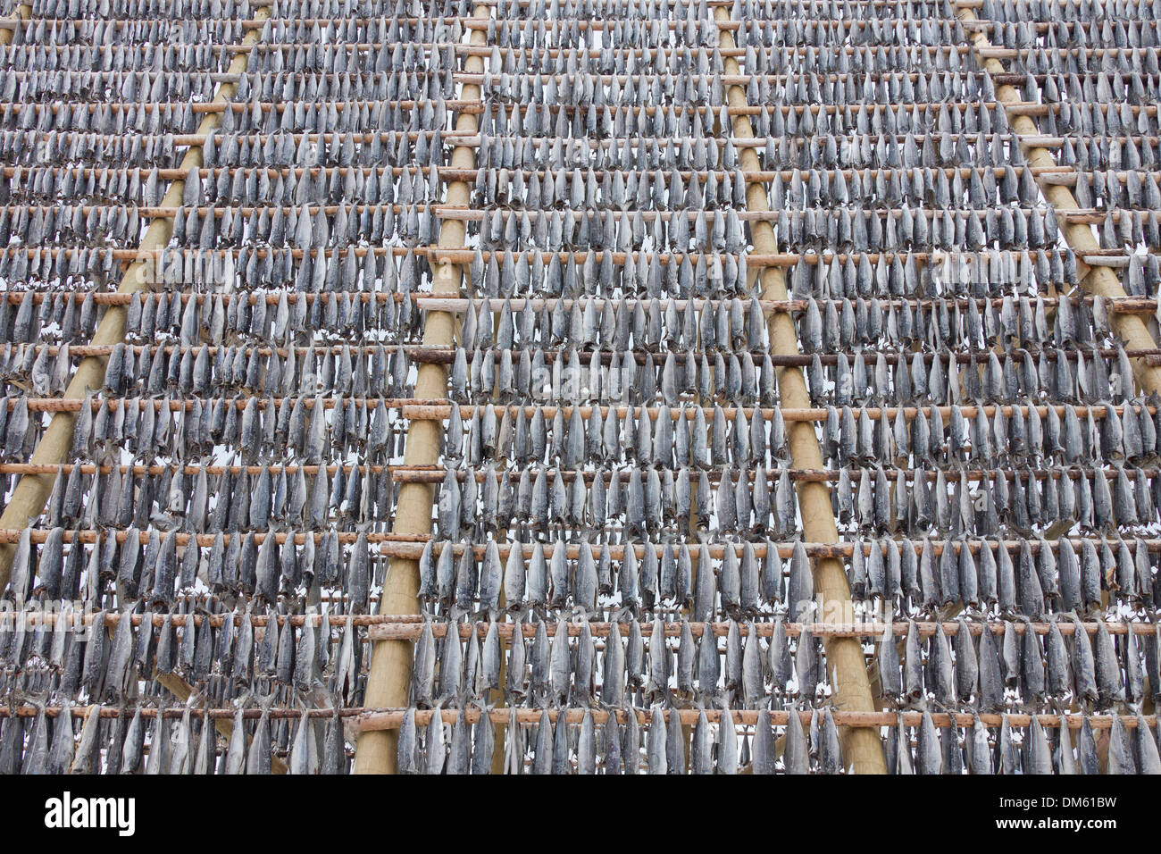 Atlantic Cod (Gadus morrhua). Stockfish on drying flake. Lofoten ...