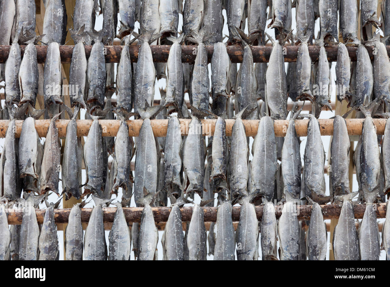 Atlantic Cod (Gadus morrhua). Stockfish on drying flake. Lofoten, Norway Stock Photo