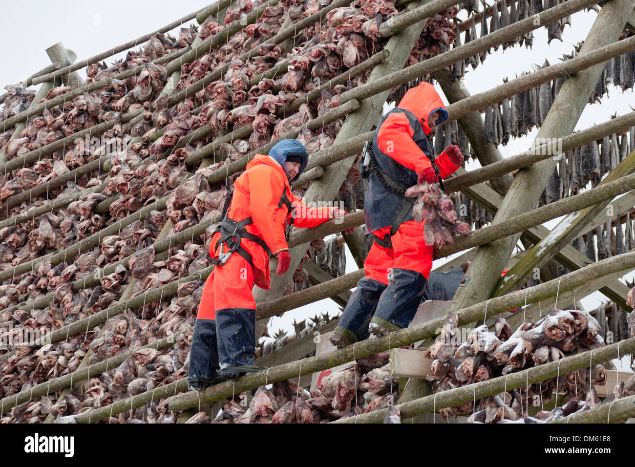 Atlantic Cod Gadus morrhua Workers hanging stockfish fish heads on drying flake Lofoten, Norway Stock Photo