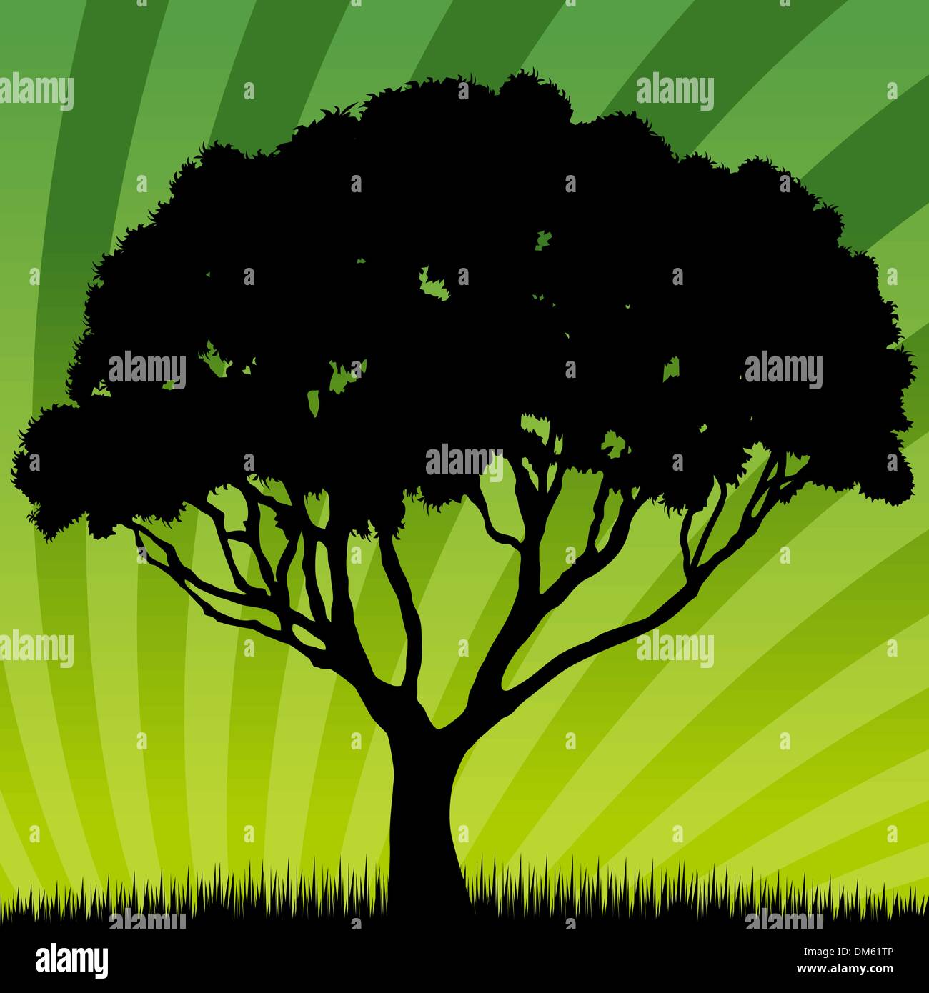 Sunrise oak tree Stock Vector Images - Alamy