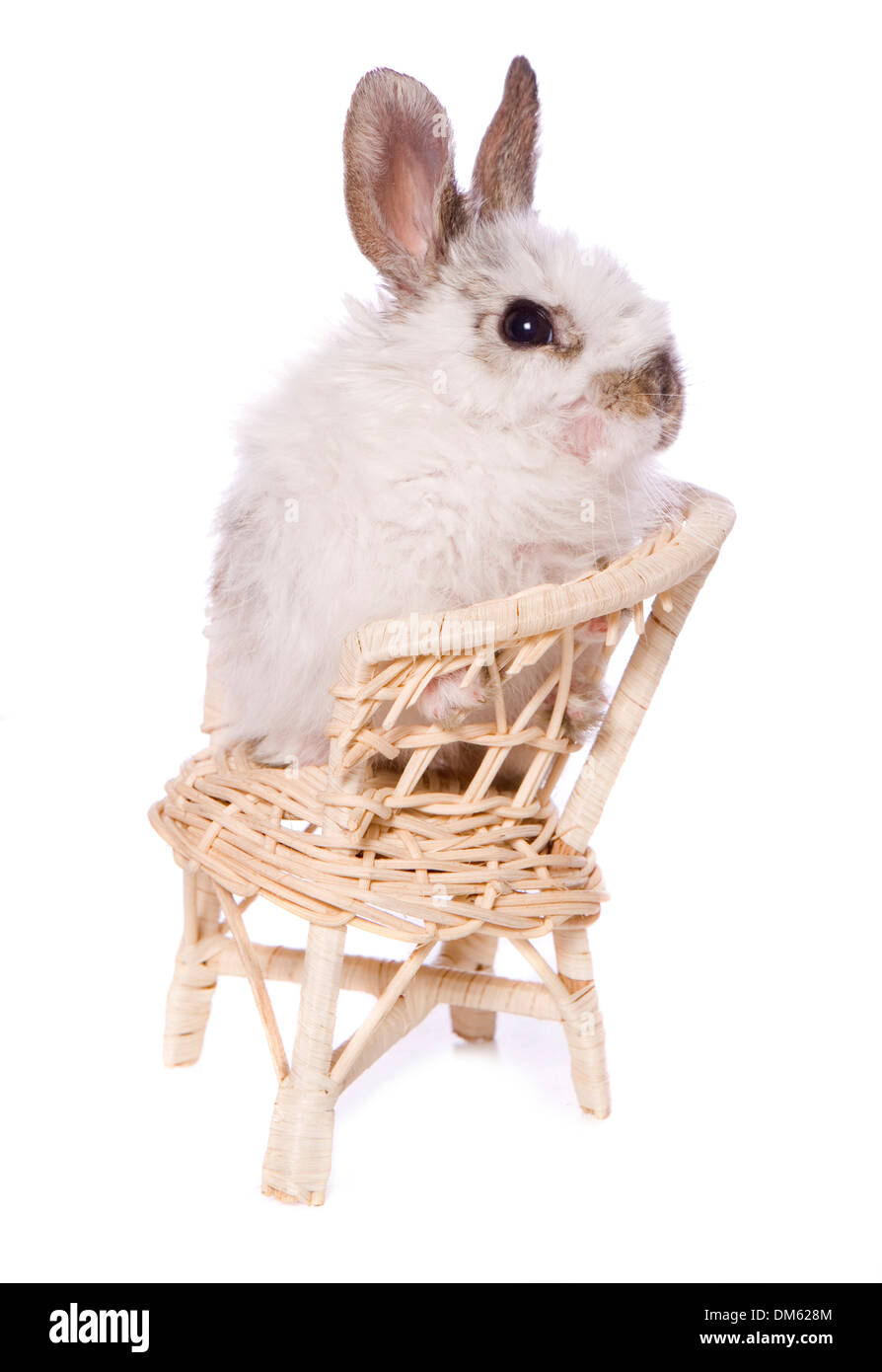 Domestic rabbit. Single baby rabbit (4 weeks old) sitting on a chair ...