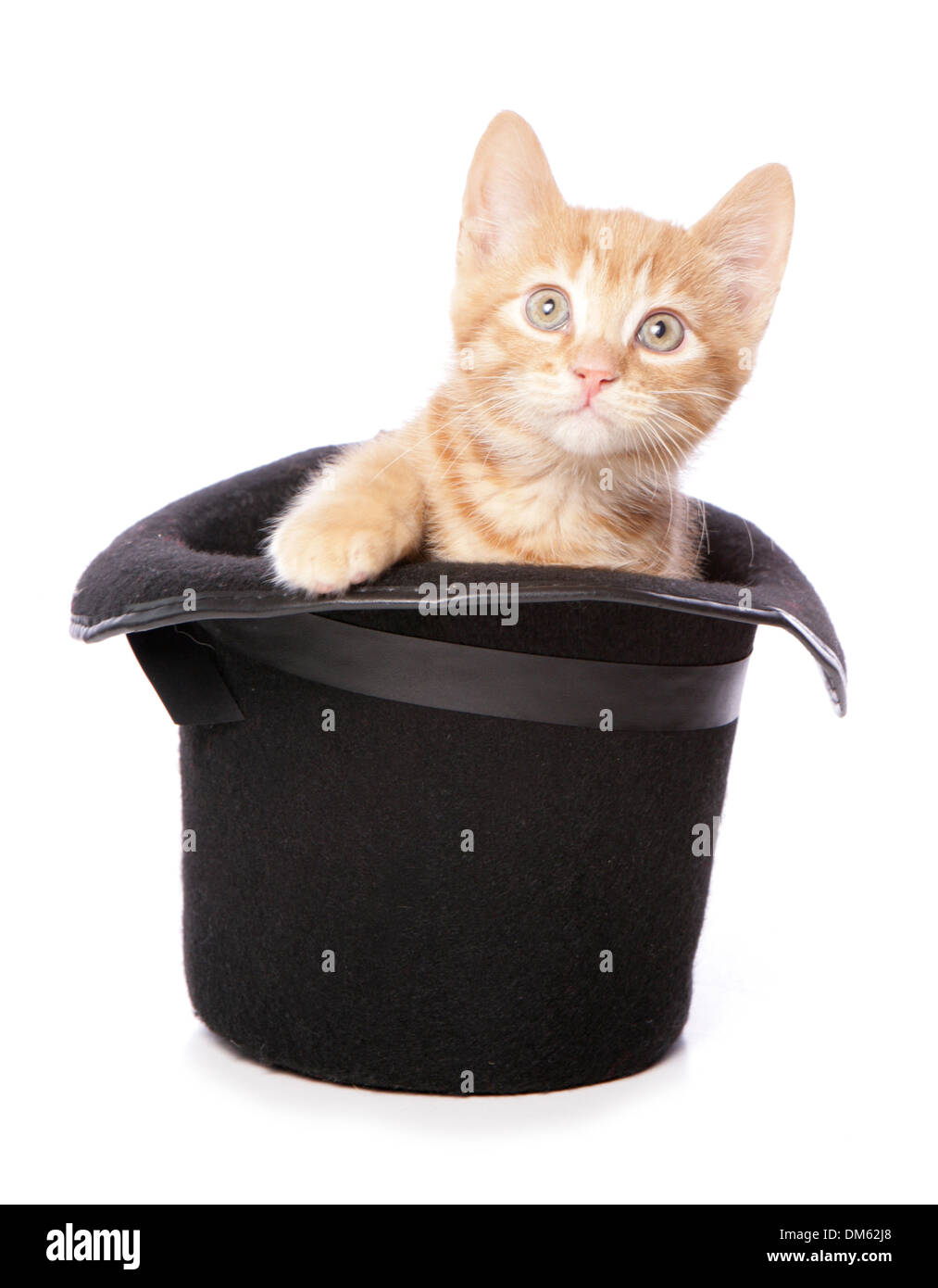 Domestic Cat Ginger Kitten In A Top Hat Studio Picture Against A