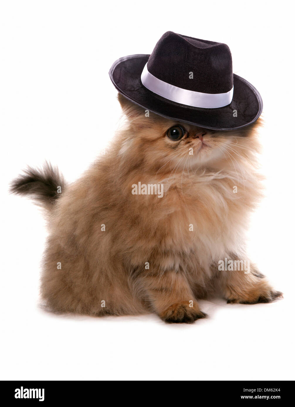 Persian cat. Golden kitten sitting with mafia hat. Studio picture against a white background Stock Photo