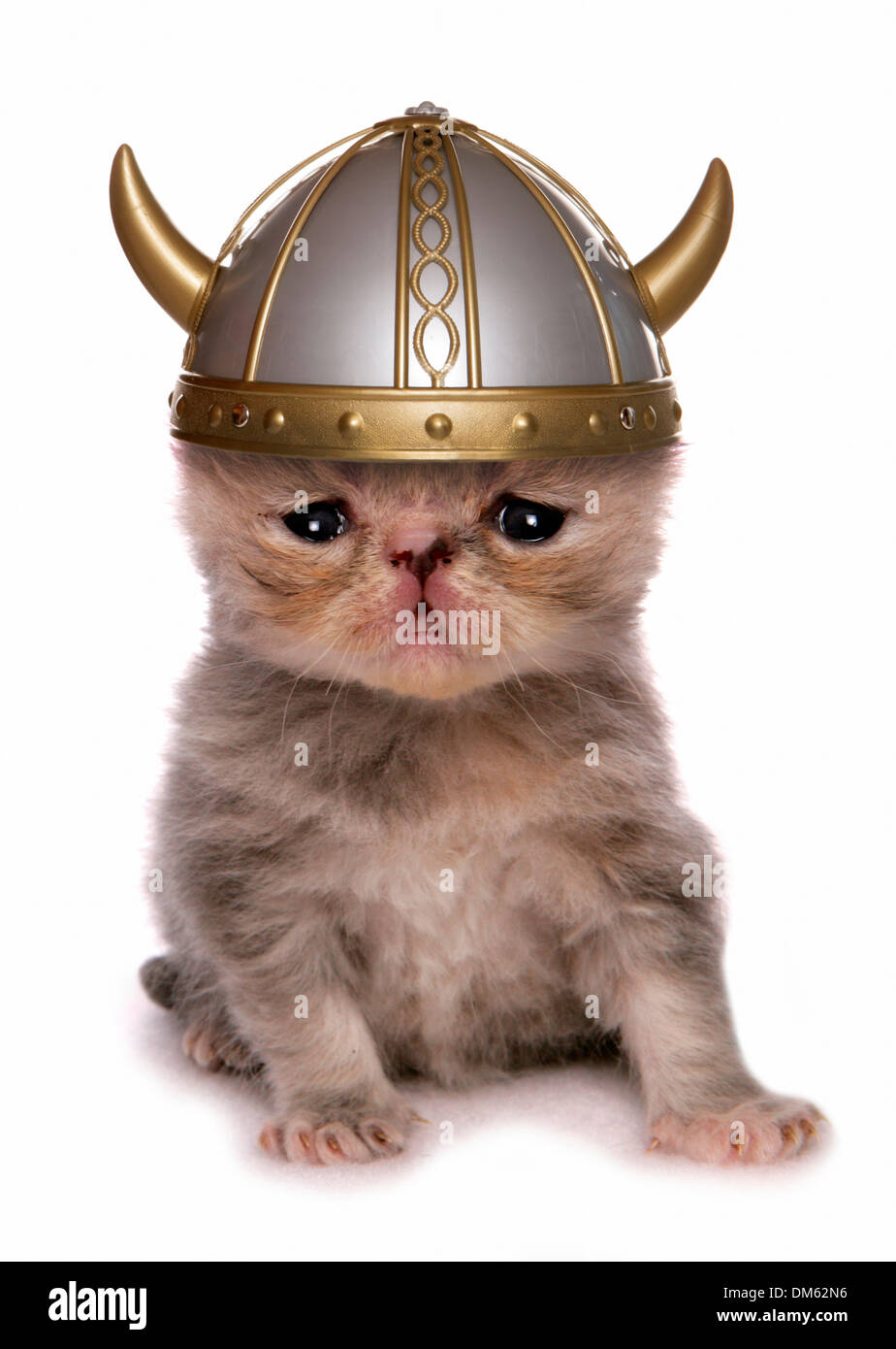 Exotic Shorthair Cat. Kitten wearing viking helmet. Studio picture