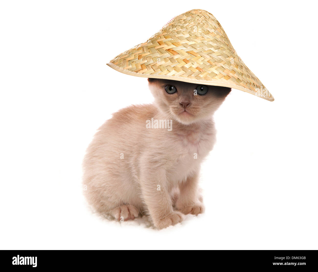 Burmese cat. Cream kitten wearing conical Asian hat. Studio picture against a white background Stock Photo