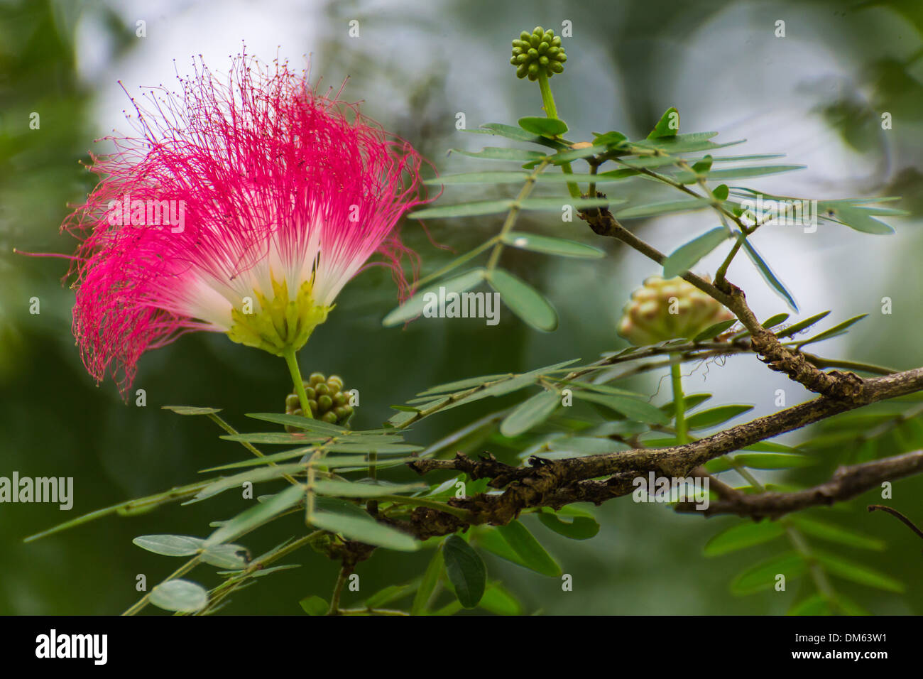 Tamarind Flower High Resolution Stock Photography And Images Alamy