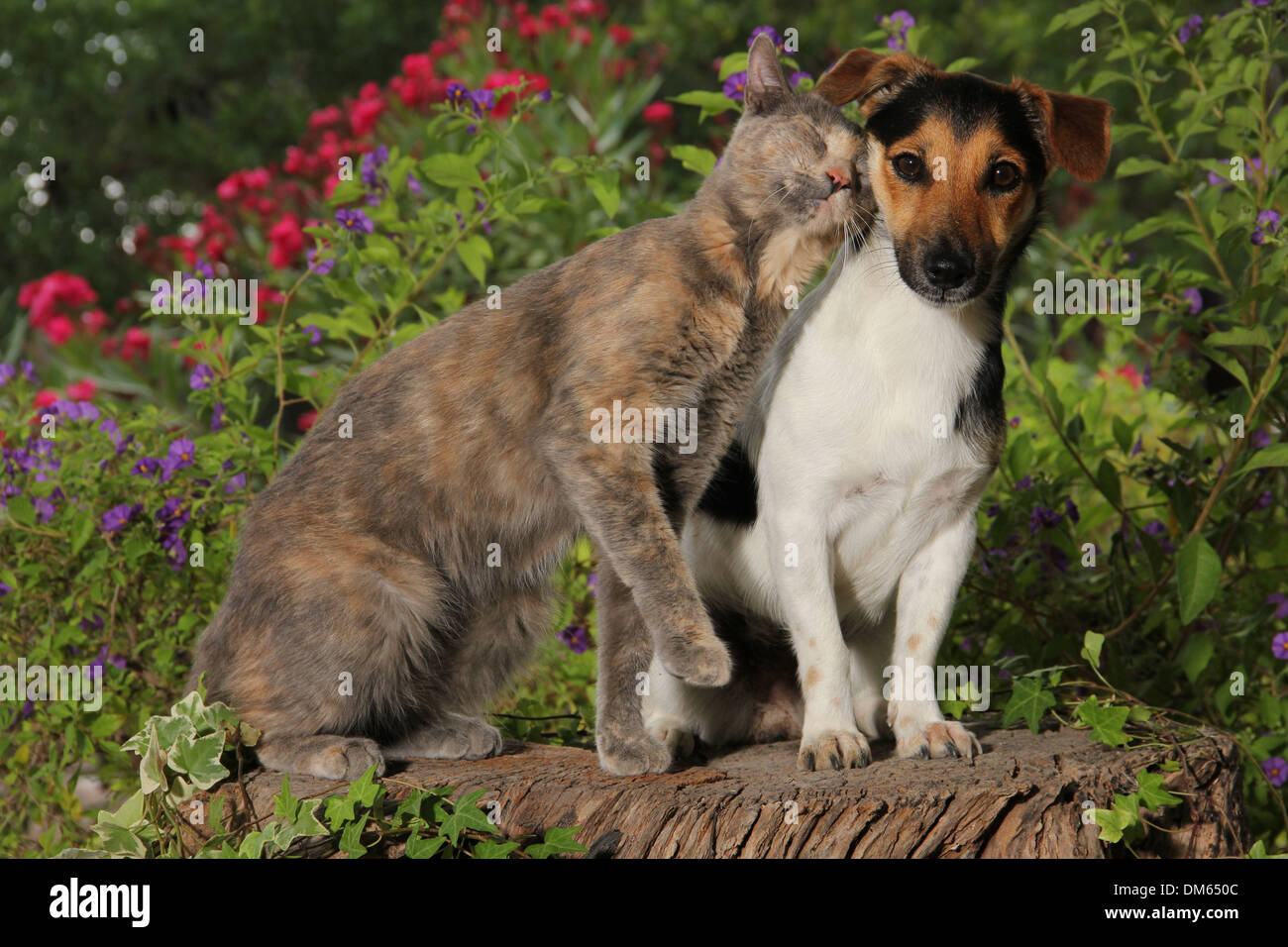 Domestic Cat Kitten 2 month old greeting typical style Jack Russell