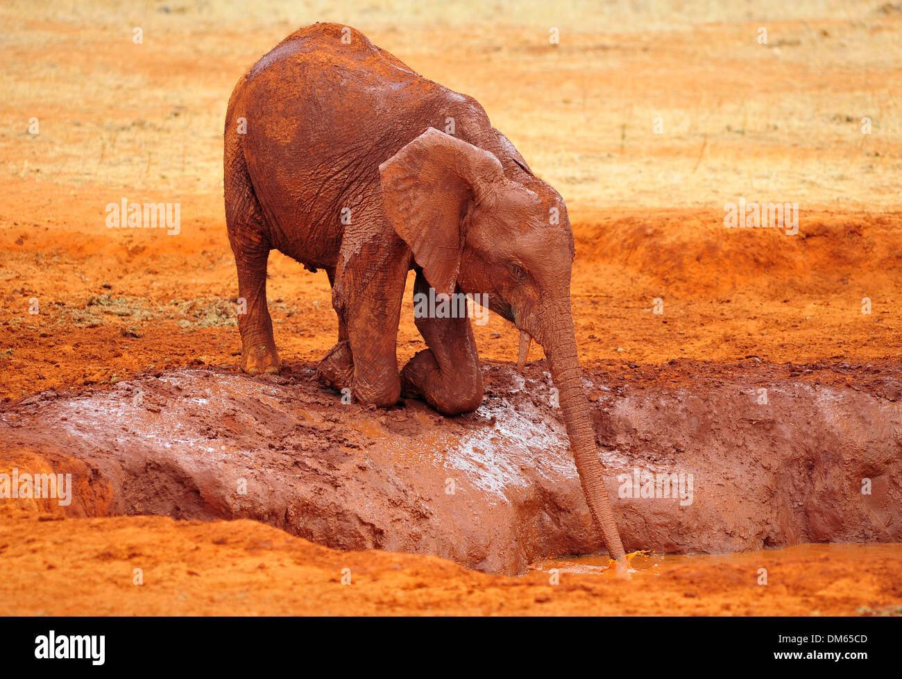 baby elephant drinking out of a source Stock Photo