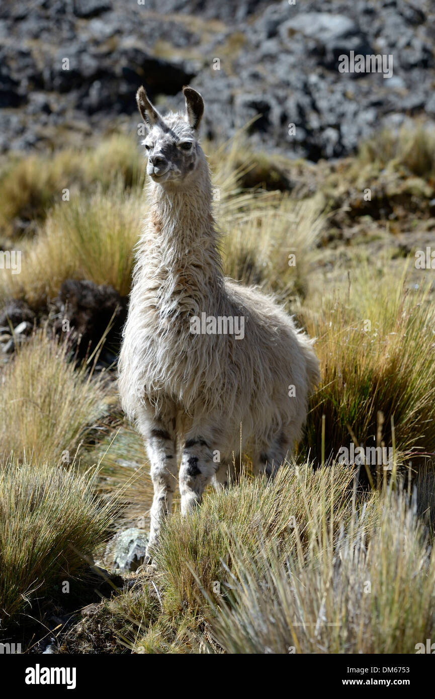 Llama (Lama glama) standing in the Andean Highlands, Altiplano, Department of La Paz, Bolivia Stock Photo