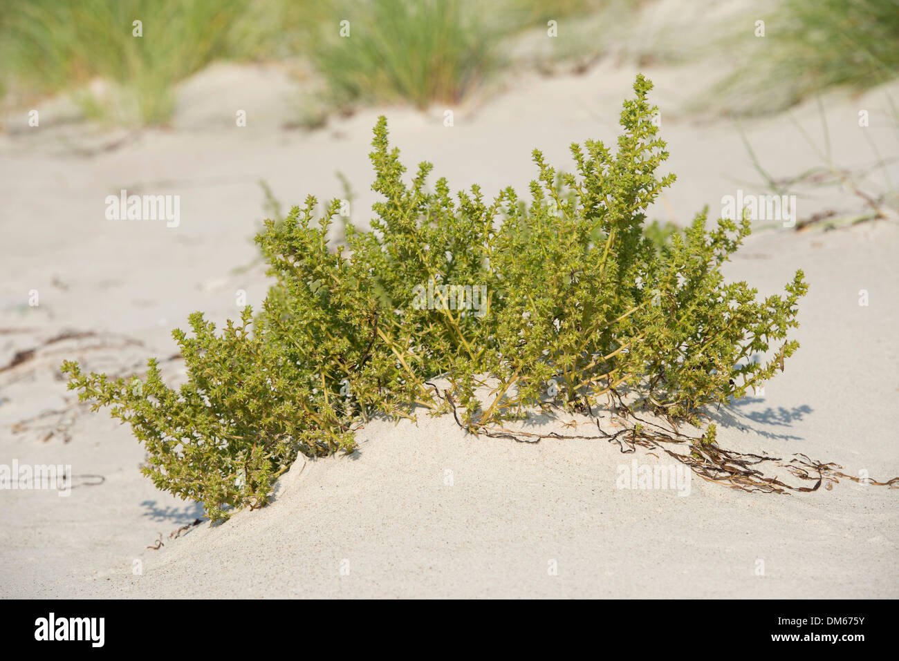 Prickly Saltwort (Kali turgida), western beach, Darß, National Park Western Pomerania Bodden Landscape Stock Photo