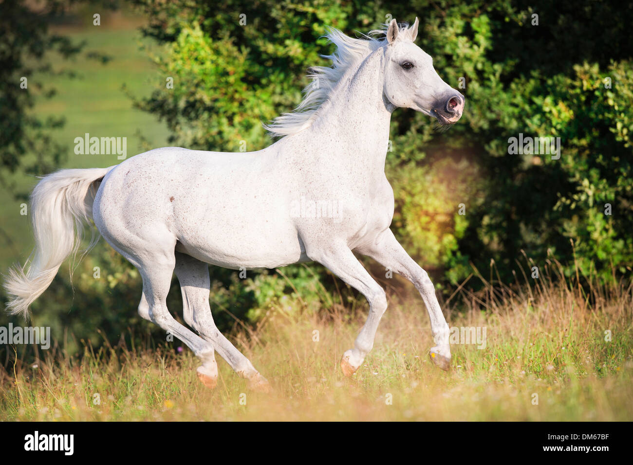 AngloArabian AngloArab Gray mare galloping pasture Stock Photo Alamy