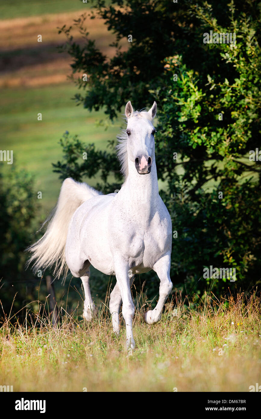 AngloArabian AngloArab Gray mare trotting pasture Stock Photo Alamy