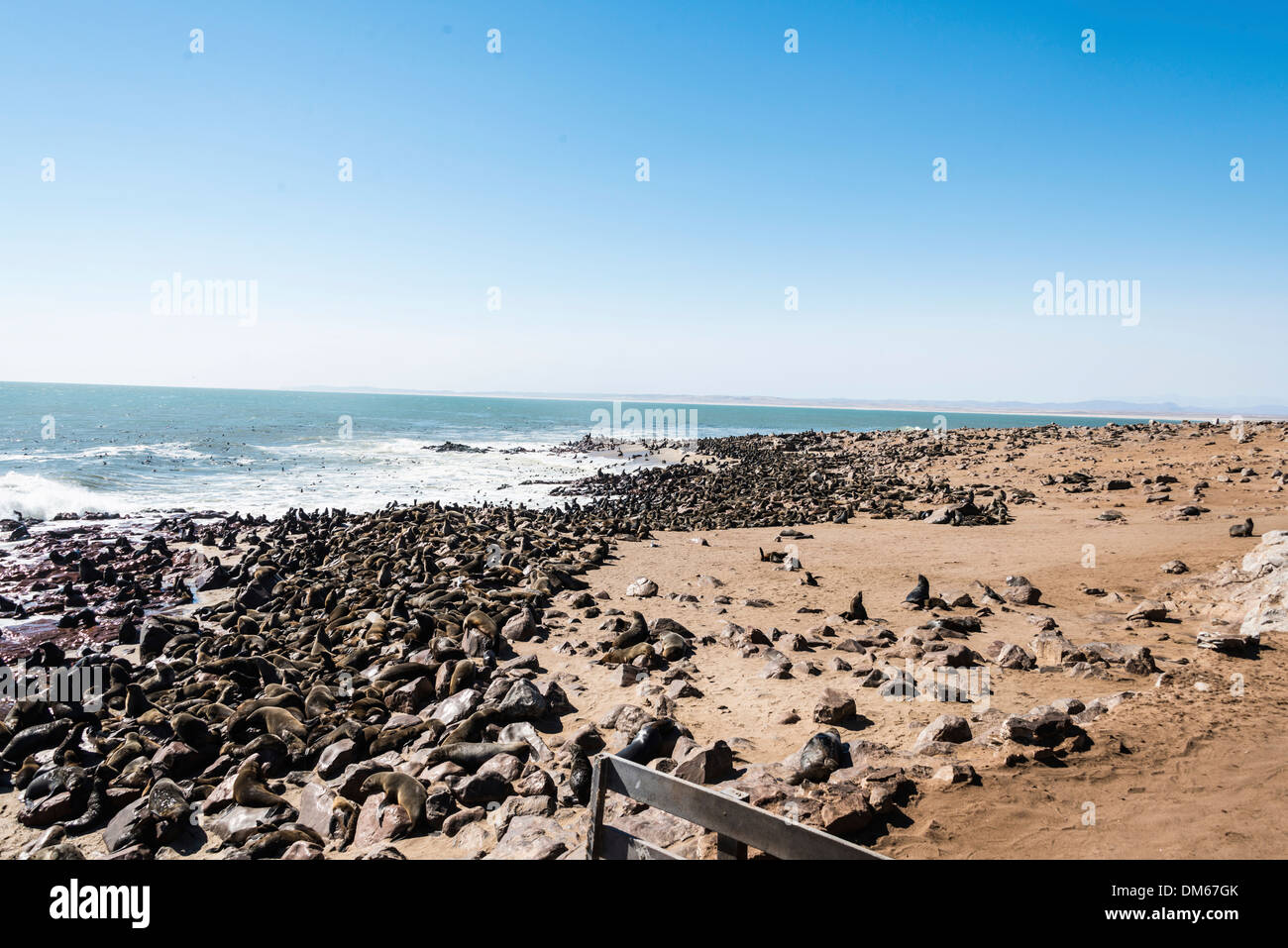 Colony of Brown Fur Seals or Cape Fur Seals (Arctocephalus pusillus), Dorob National Park, Cape Cross, Namibia Stock Photo