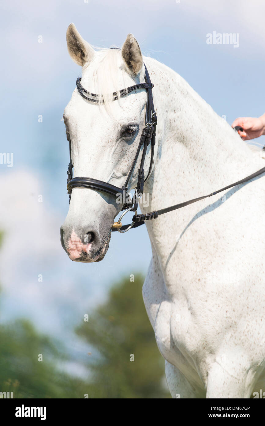 AngloArabian AngloArab Portrait of gray mare tack Stock Photo Alamy