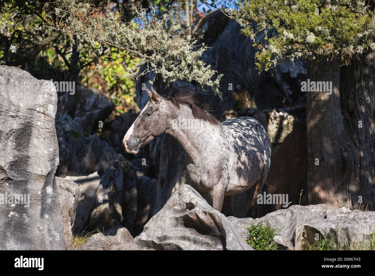 Appaloosa Leopard Spotted Horse Standing Among Rocks New Zealand Stock Photo Alamy